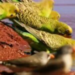 Опасность декоративных птичек — канарейки, какаду и попугайчики