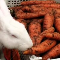 Эксперимент — кролики выбирают морковь