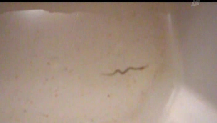 Черные черви в воде. Маленькие прозрачные червячки в ванной.